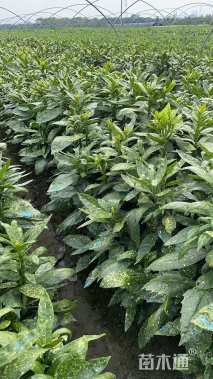 高度20厘米桃叶珊瑚