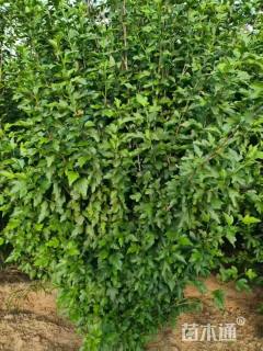 高度200厘米重瓣木槿