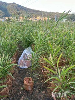 0.6公分黑木相思