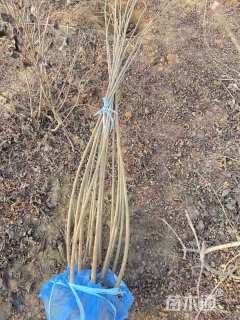 高度250厘米紫穗槐