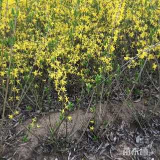 高度150厘米连翘