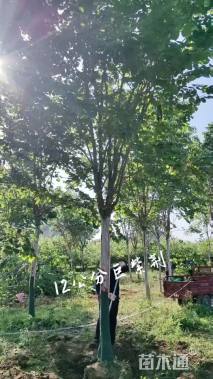 12公分巨紫荆