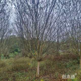 高度300厘米红花紫薇