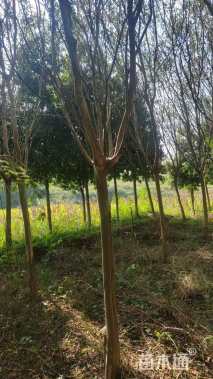 10公分红火箭紫薇