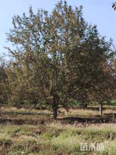 19公分绚丽海棠