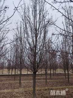 12公分彩叶豆梨