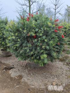 高度200厘米多花红千层