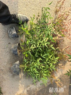 高度40厘米南天竹