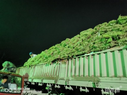 草卷状马尼拉草