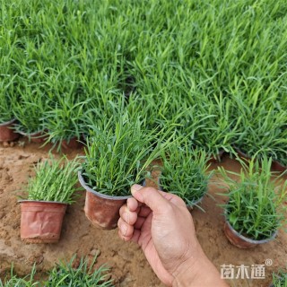 高度15厘米常夏石竹