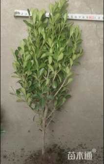 高度40厘米瓜子黄杨小苗
