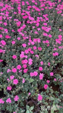 高度20厘米美女樱