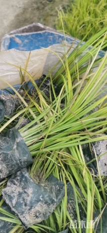 高度20厘米金叶石菖蒲