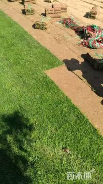 草卷状百慕大草