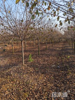 6公分染井吉野樱