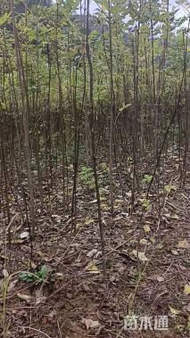 高度150厘米黄柏小苗