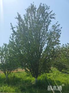 25公分湖北海棠