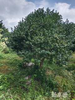 12公分无刺枸骨