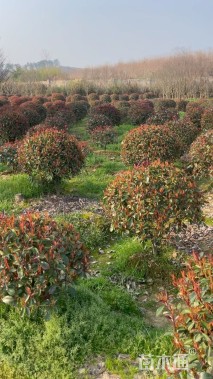 冠幅250厘米红叶石楠球