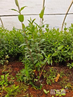 高度25厘米金丝桃