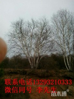 12公分丛生白桦