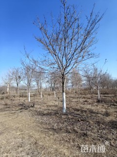 18公分高杆染井吉野樱