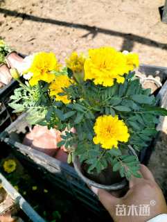 高度25厘米孔雀草