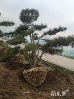 高度300厘米白皮松