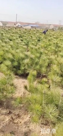 高度80厘米黑松