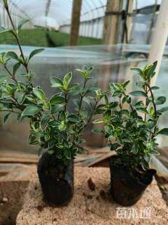 高度20厘米金边六月雪