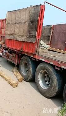 高度25厘米地肤