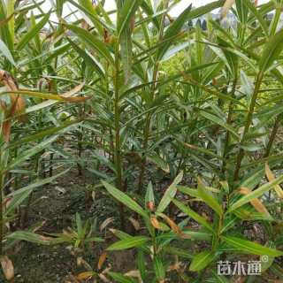 高度200厘米结香