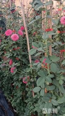 181厘米藤本欧月