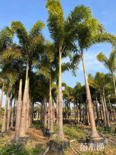 裸干高500厘米狐尾椰