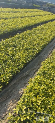 高度20厘米黄金榕