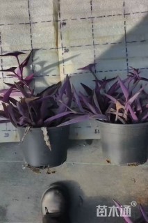 高度20厘米鸭舌草