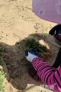 高度20厘米月季小苗