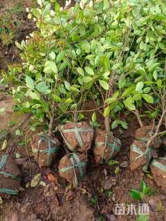 移栽苗石楠