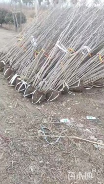 高度240厘米丛生紫荆