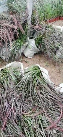 高度70厘米紫叶狼尾草