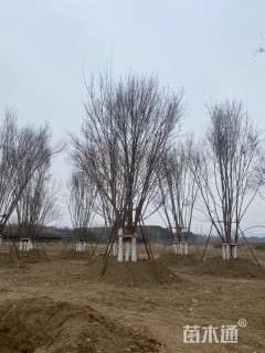 高度1200厘米丛生三角枫