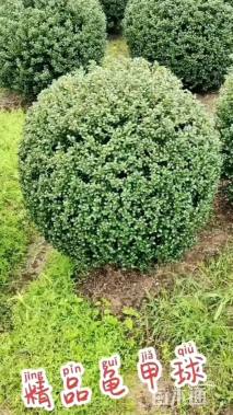 冠幅140厘米龟甲冬青球