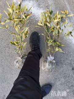 高度40厘米花叶栀子