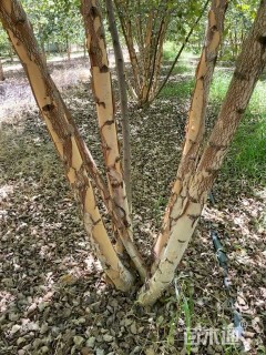 高度500厘米丛生白桦