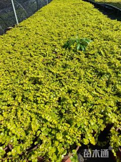 高度10厘米过路黄