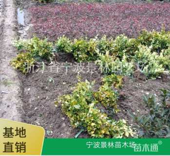 高度30厘米金森女贞小苗