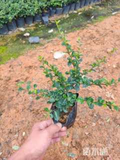 高度25厘米福建茶