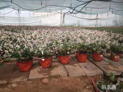 高度10厘米白花夹竹桃