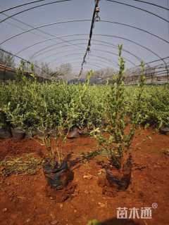 高度20厘米六月雪