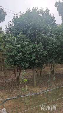 13公分红叶石楠